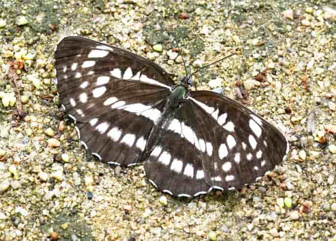 �z�V�~�X�W